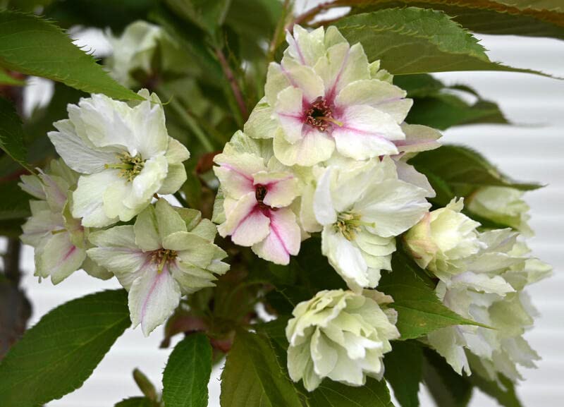 Amazon.co.jp: ウコン桜鬱金桜桜苗 黄桜 : DIY・工具・ガーデン Amazon.co.jp: ウコン桜鬱金桜桜苗 黄桜 : DIY・工具・ガーデン